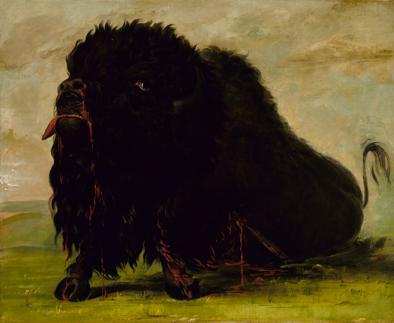 Kuoleva puhveli, ammuttu nuolella tekijältä George Catlin