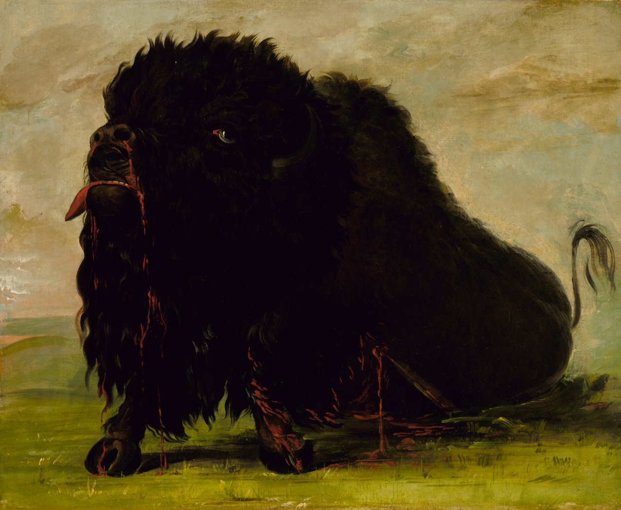 Kuoleva puhveli, ammuttu nuolella, 1832-1833. tekijältä George Catlin