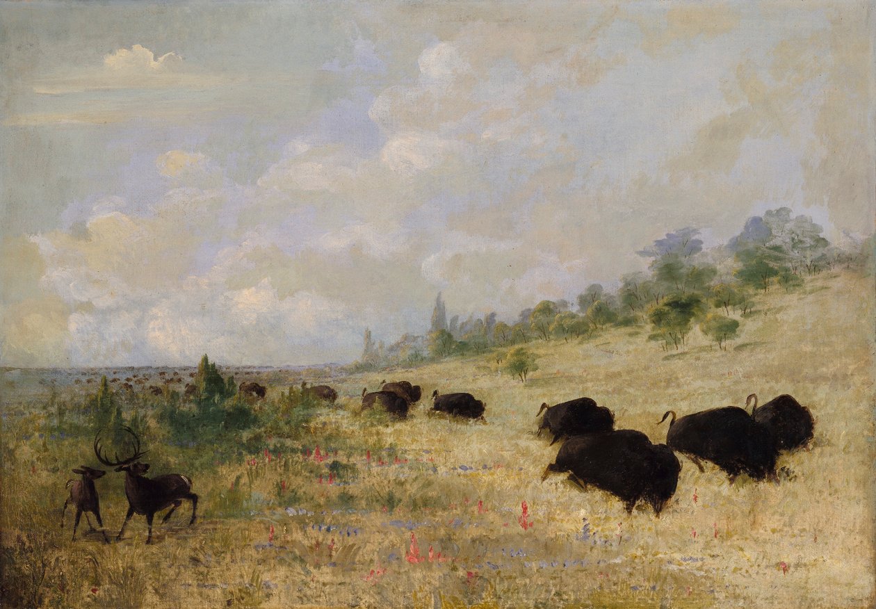 Hirvi ja puhveli laiduntavat preerian kukkien keskellä, Texasissa. tekijältä George Catlin