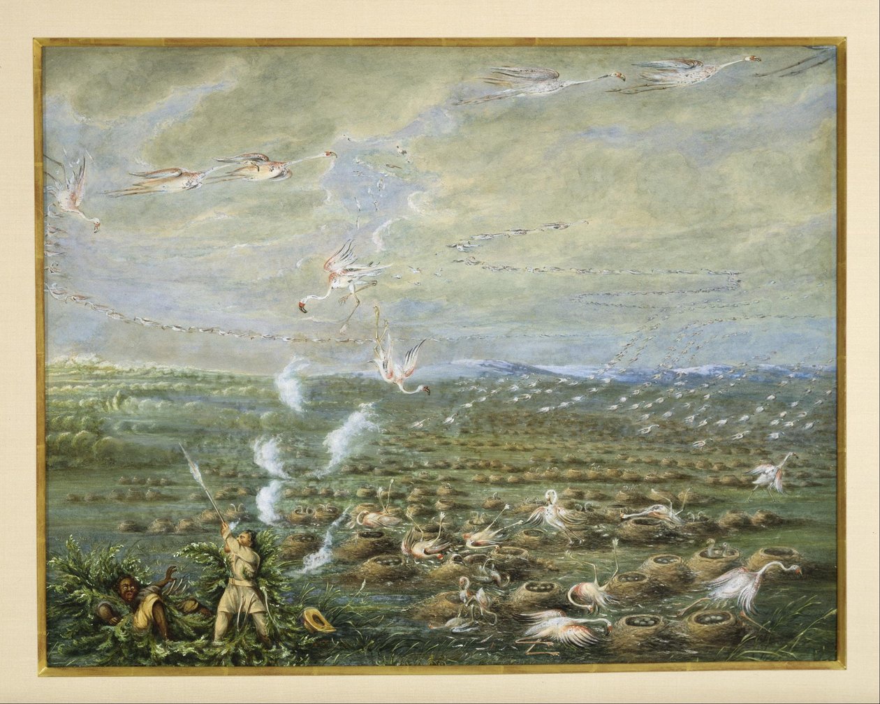Flamingojen metsästys Etelä-Amerikassa tekijältä George Catlin