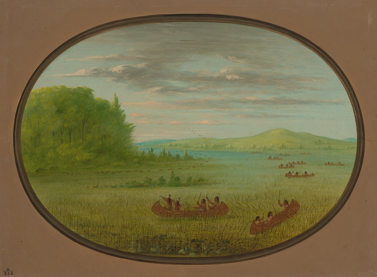 Villiriisin kerääminen - Winnebago, 18611869. tekijältä George Catlin