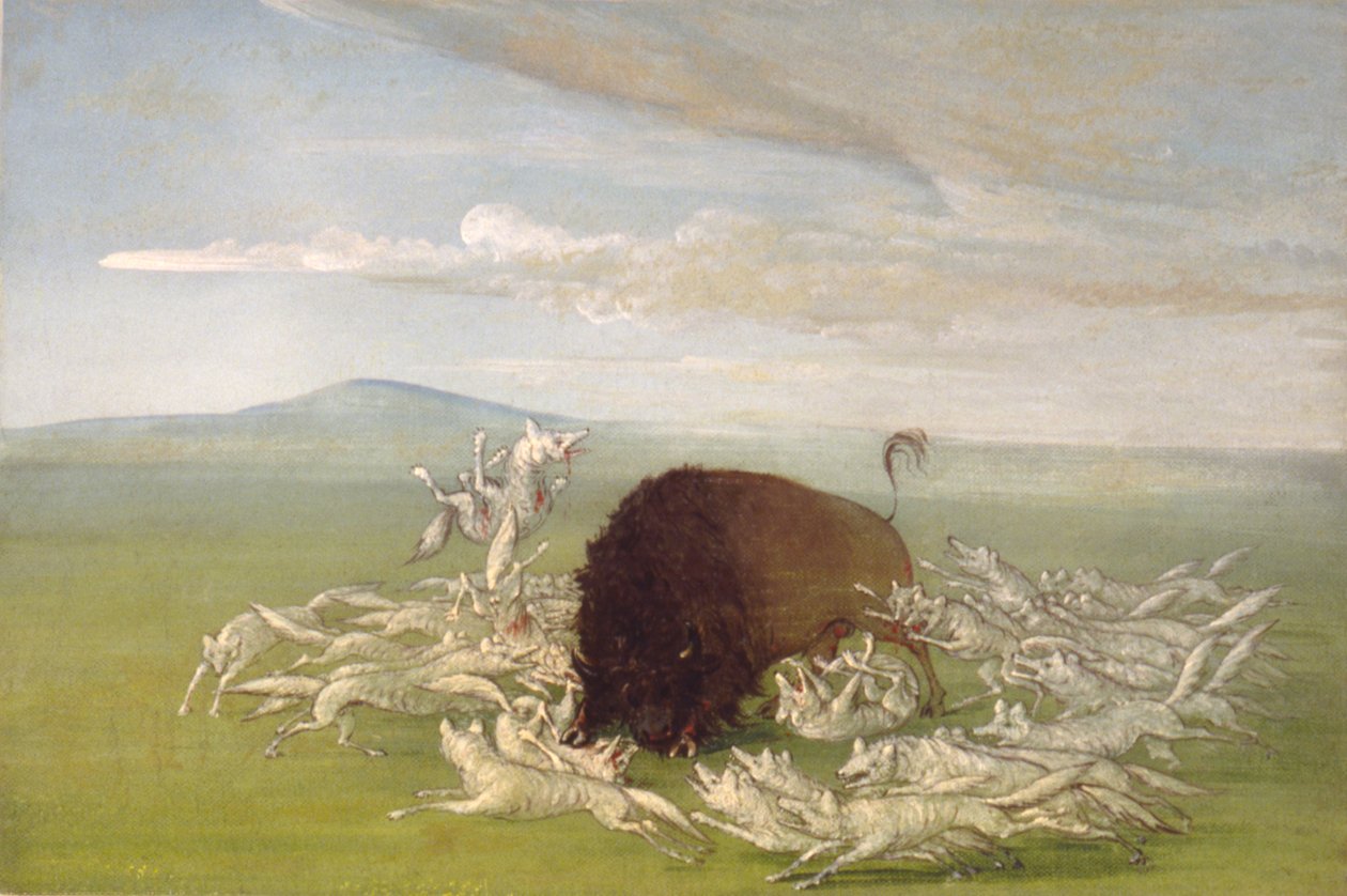 Valkoiset sudet hyökkäävät puhvelisonnin kimppuun tekijältä George Catlin