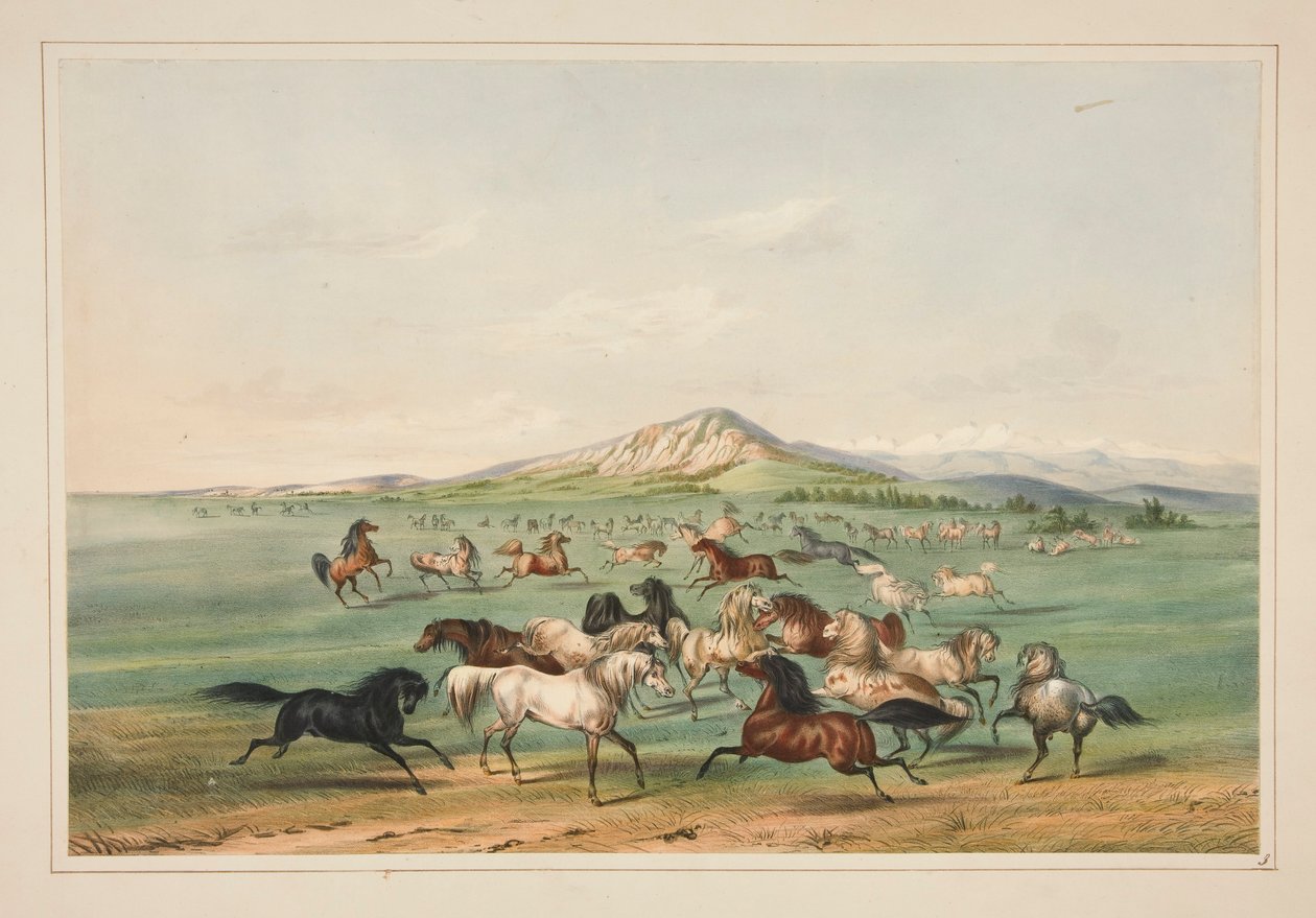 Wild Horses At Play, pl. 3 Pohjois-Amerikan intiaaniportfoliosta tekijältä George Catlin