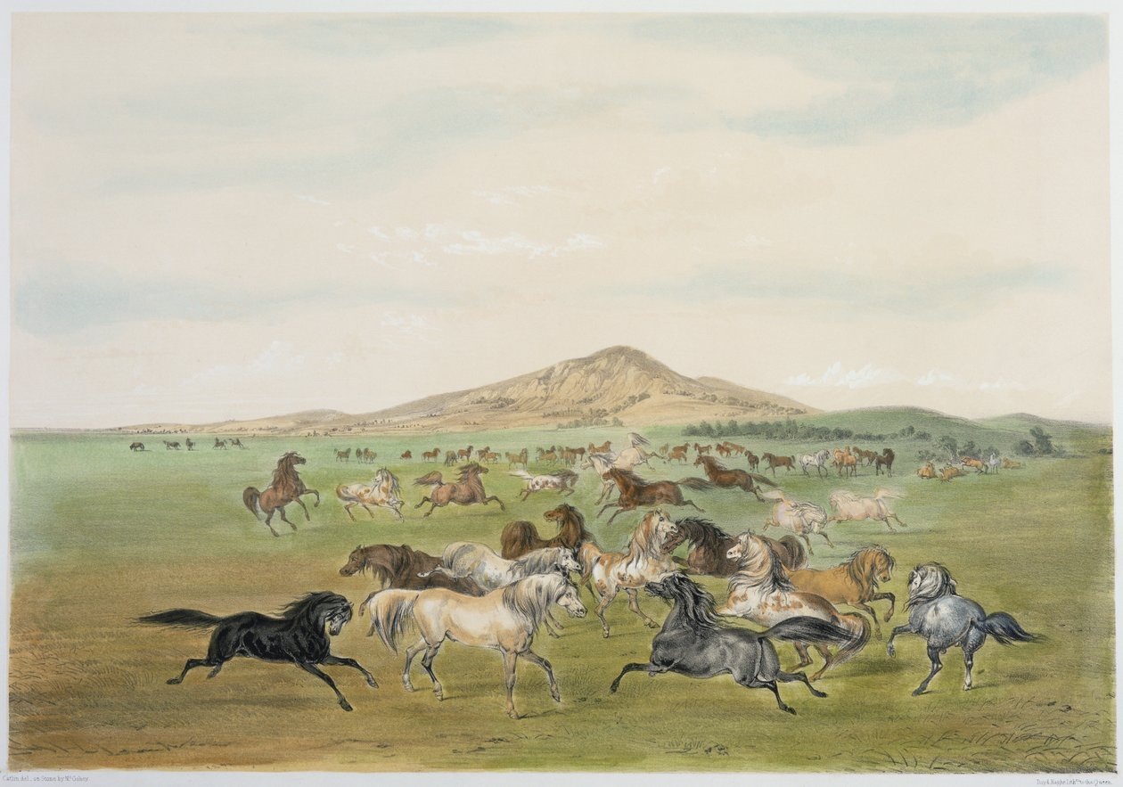 Villihevoset leikkimässä (värilitografia) tekijältä George Catlin