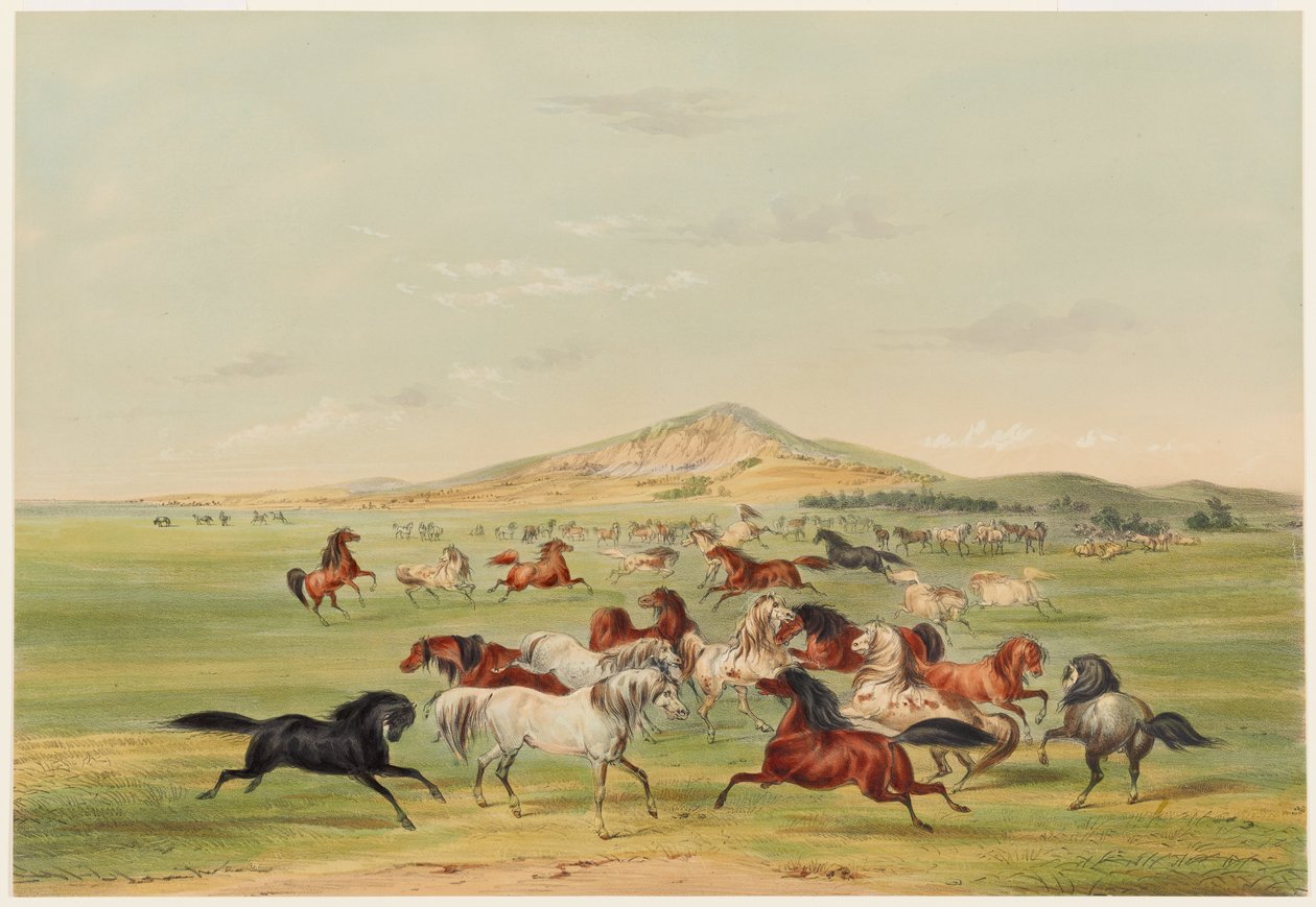 Leikkiviä villihevosia tekijältä George Catlin