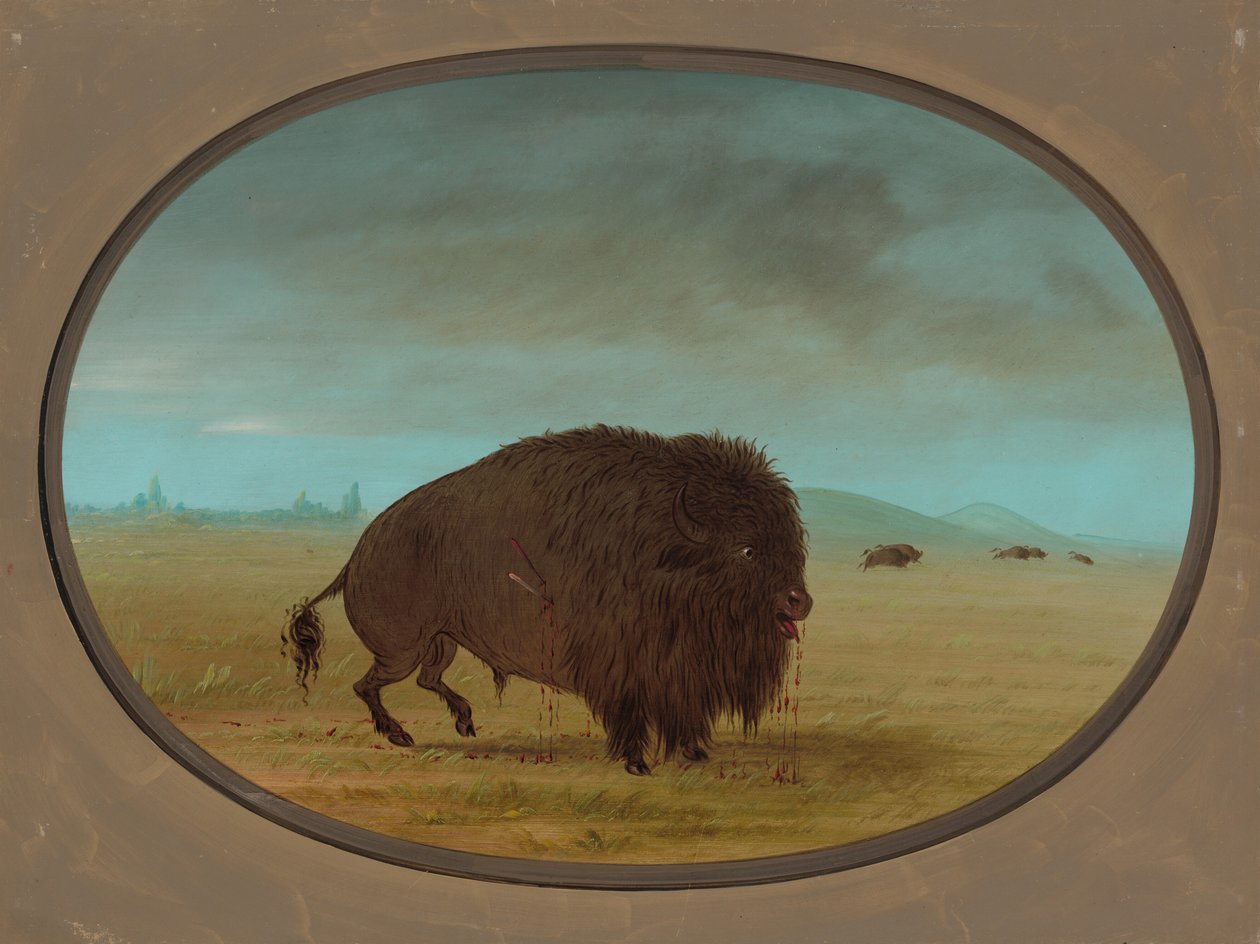 Haavoittunut Buffalo Bull, 18611869. tekijältä George Catlin