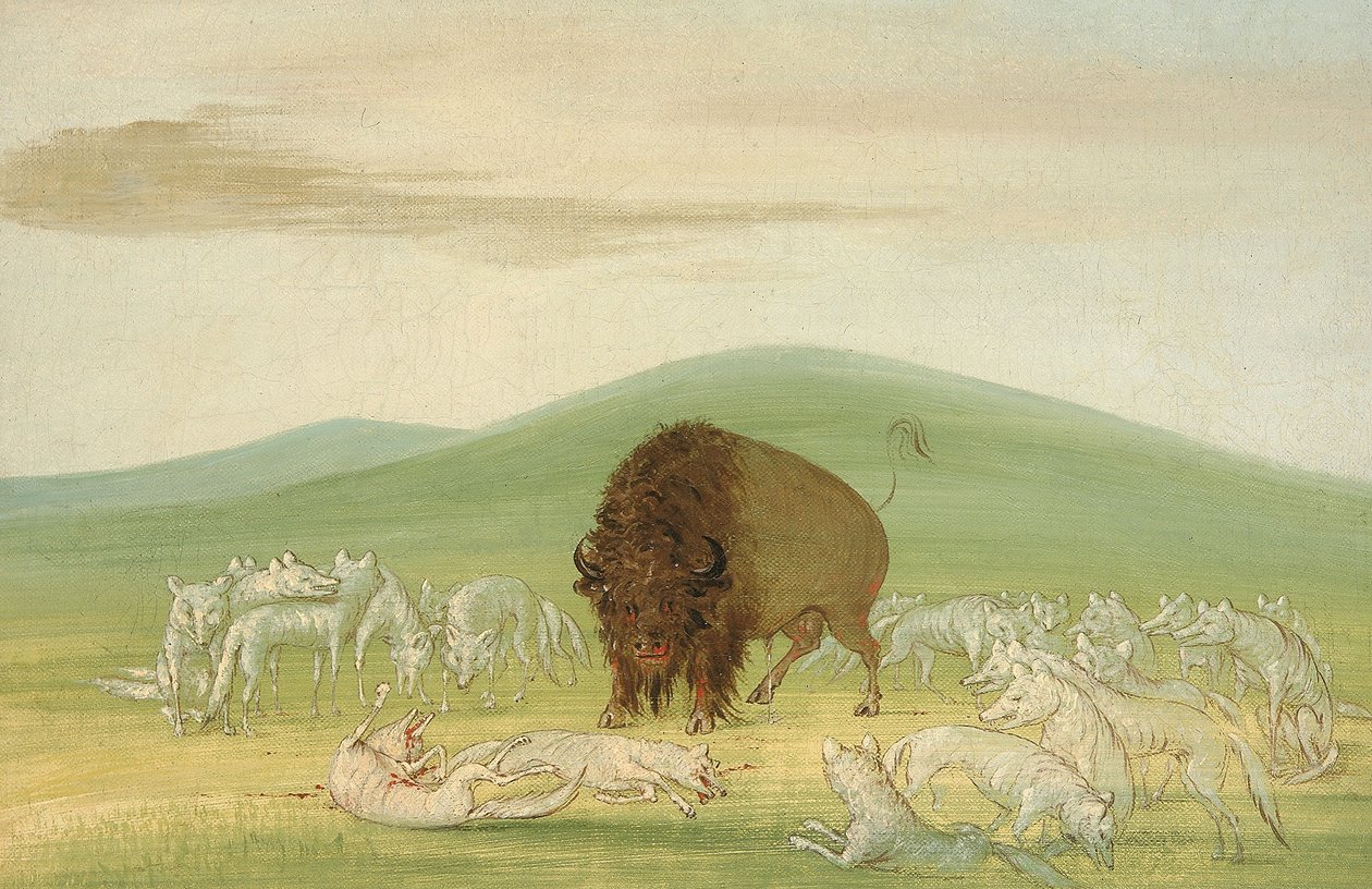Valkoisten susien ympäröimä haavoittunut puhvelihärkä tekijältä George Catlin