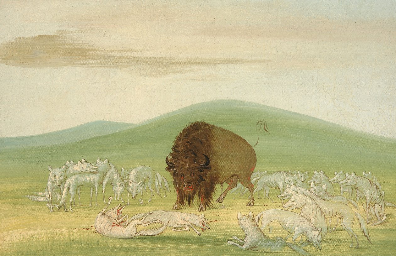 Haavoittunut puhvelin härkä valkoisten susien ympäröimänä, 1832-1833. tekijältä George Catlin