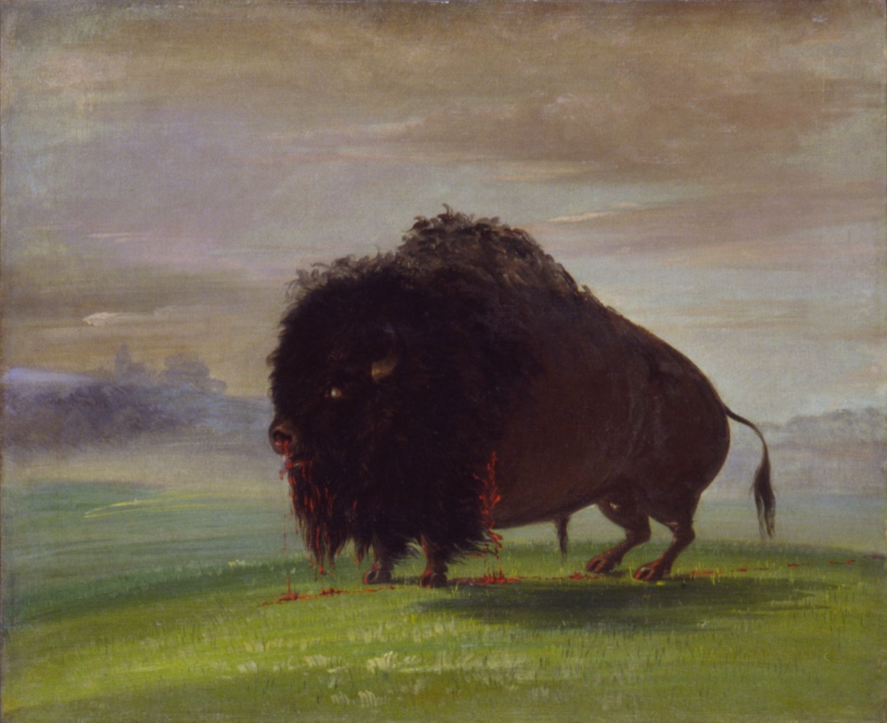 Haavoittunut puhveli, joka vuodattaa vertaan preerioilla tekijältä George Catlin