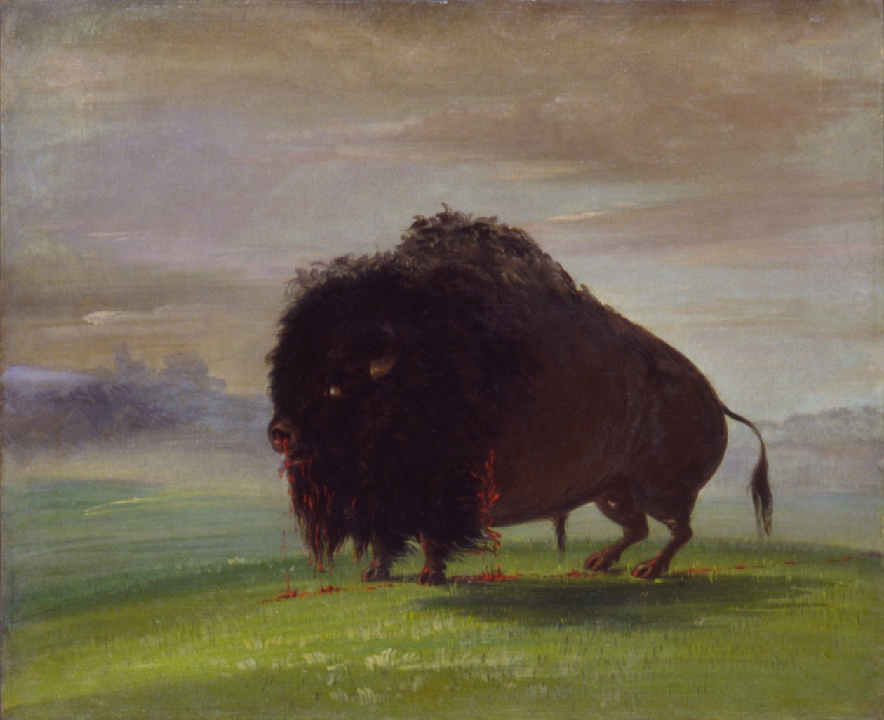 Haavoittunut puhveli, vuodatellen verta preerialla, 1832-1833. tekijältä George Catlin