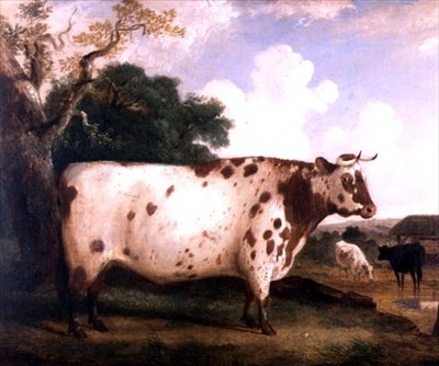 Shorthorn härkä maisemassa tekijältä George Cole
