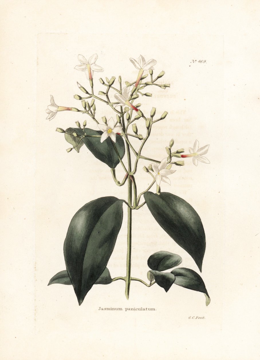 Jasmin (Jasminum paniculatum) - George Cooken litografia, brittiläiselle Conrad Loddiges Botanical Cabinet -lehdelle (1738-1826) tekijältä George Cooke