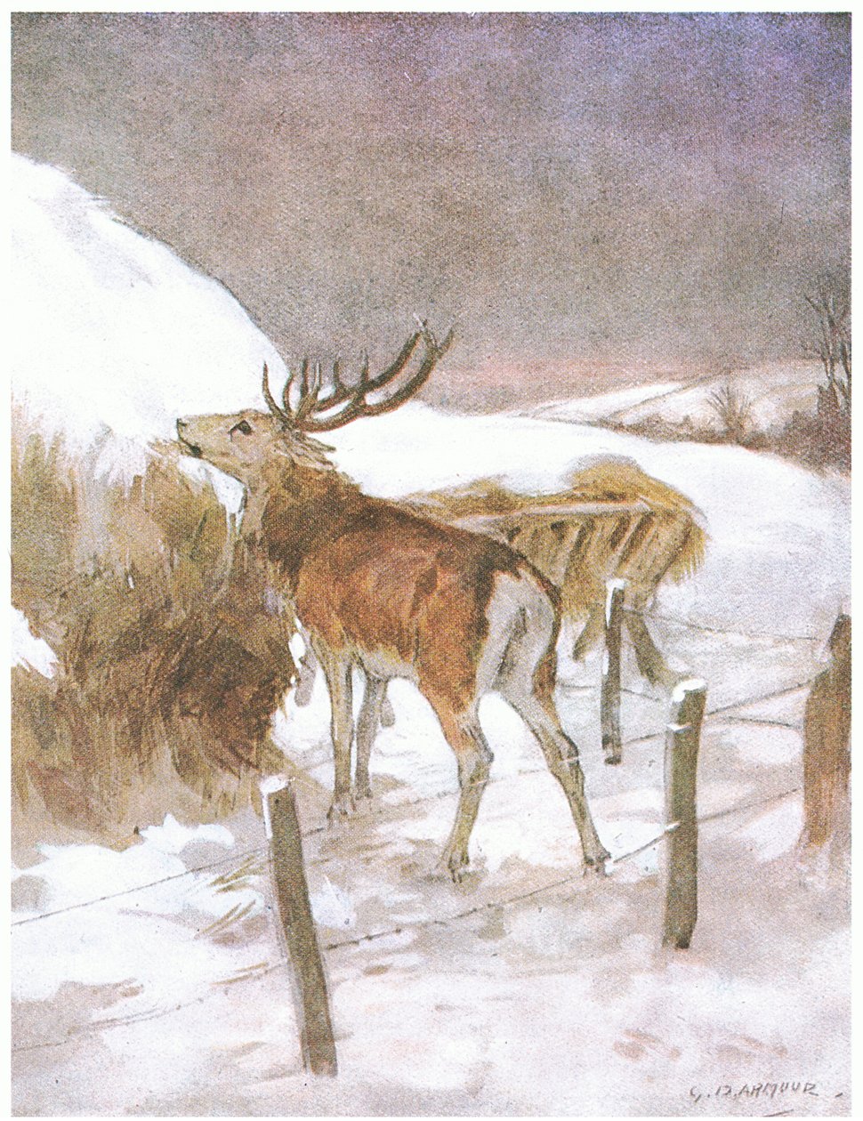 Hän huomasi pian, missä härkien rehua säilytettiin (väri litho) tekijältä George Denholm Armour