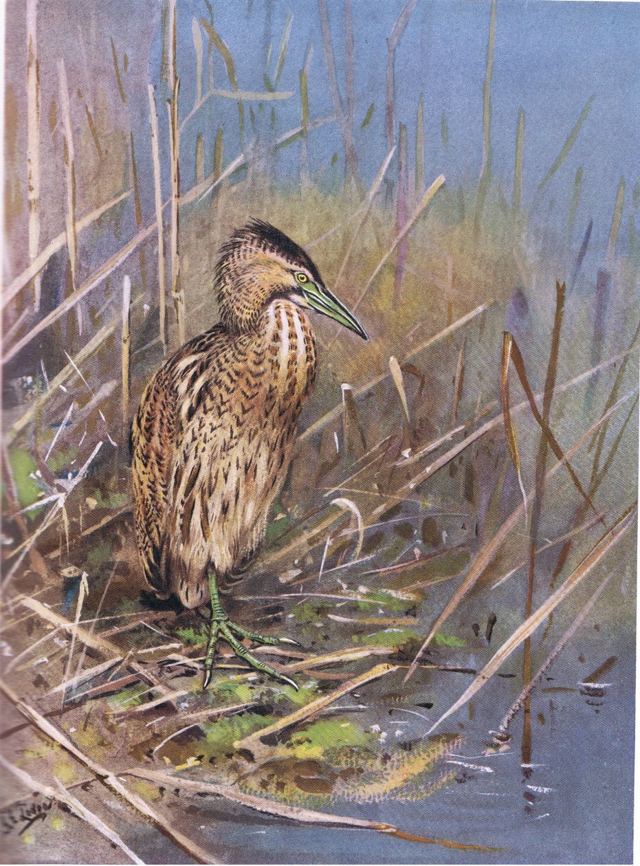 Eurooppalainen haahka (litografia) tekijältä George Edward Lodge