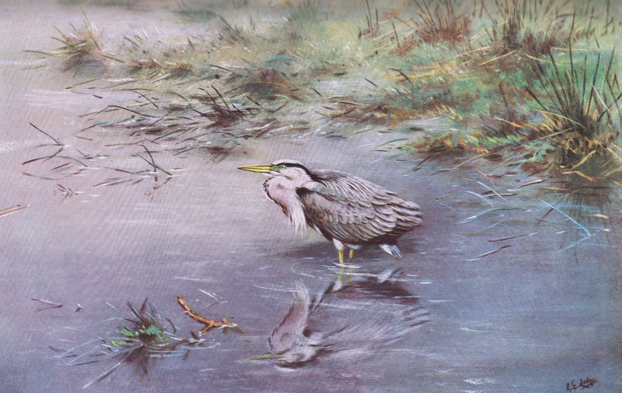 Harmaahaikara (litografia) tekijältä George Edward Lodge