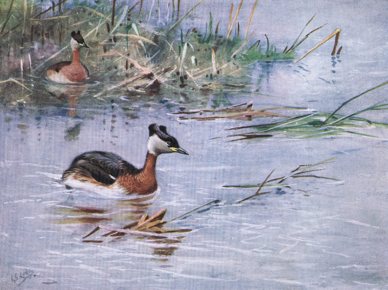 Punakaulahaikara (litografia) tekijältä George Edward Lodge