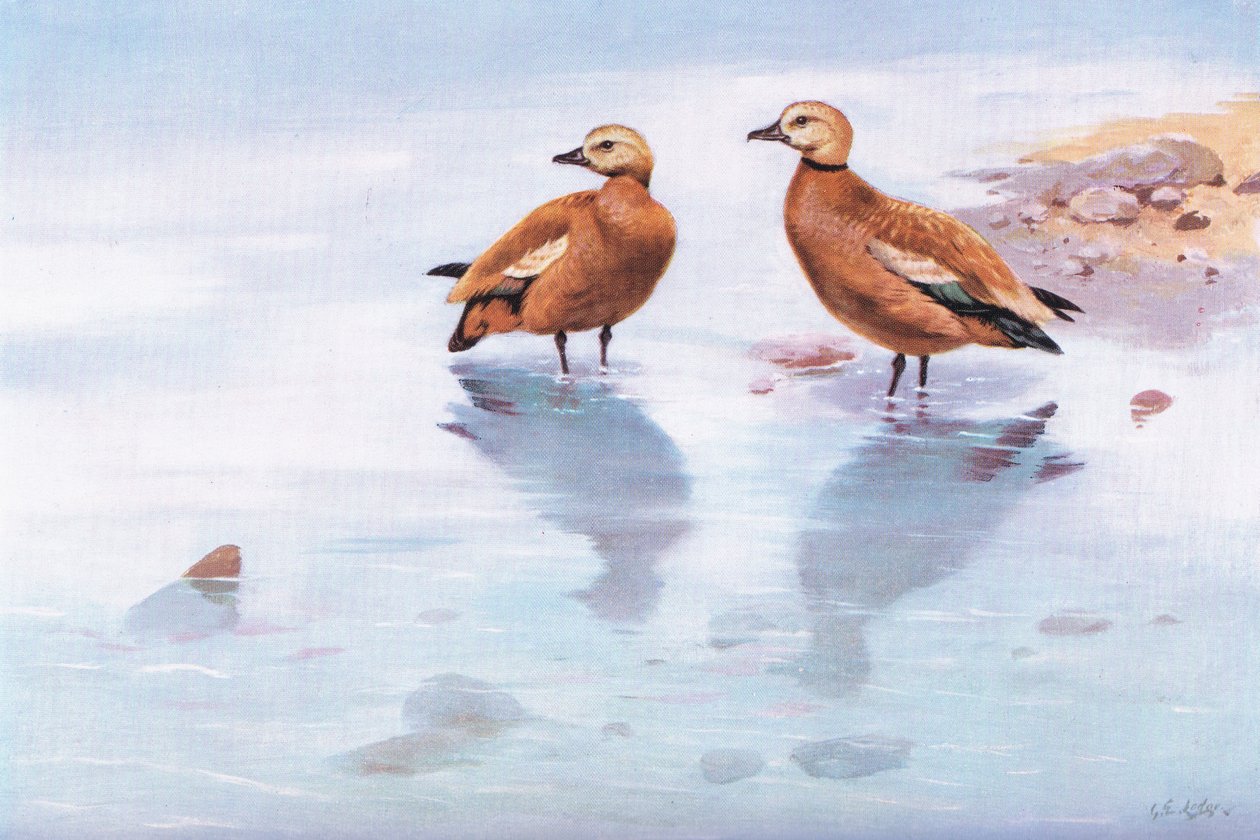 Ruddy Sheld Ducks (litografia) tekijältä George Edward Lodge