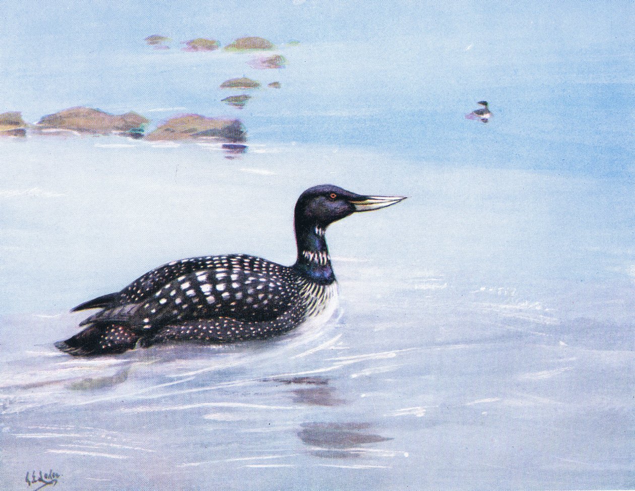 Valkoselkätikka (litografia) tekijältä George Edward Lodge