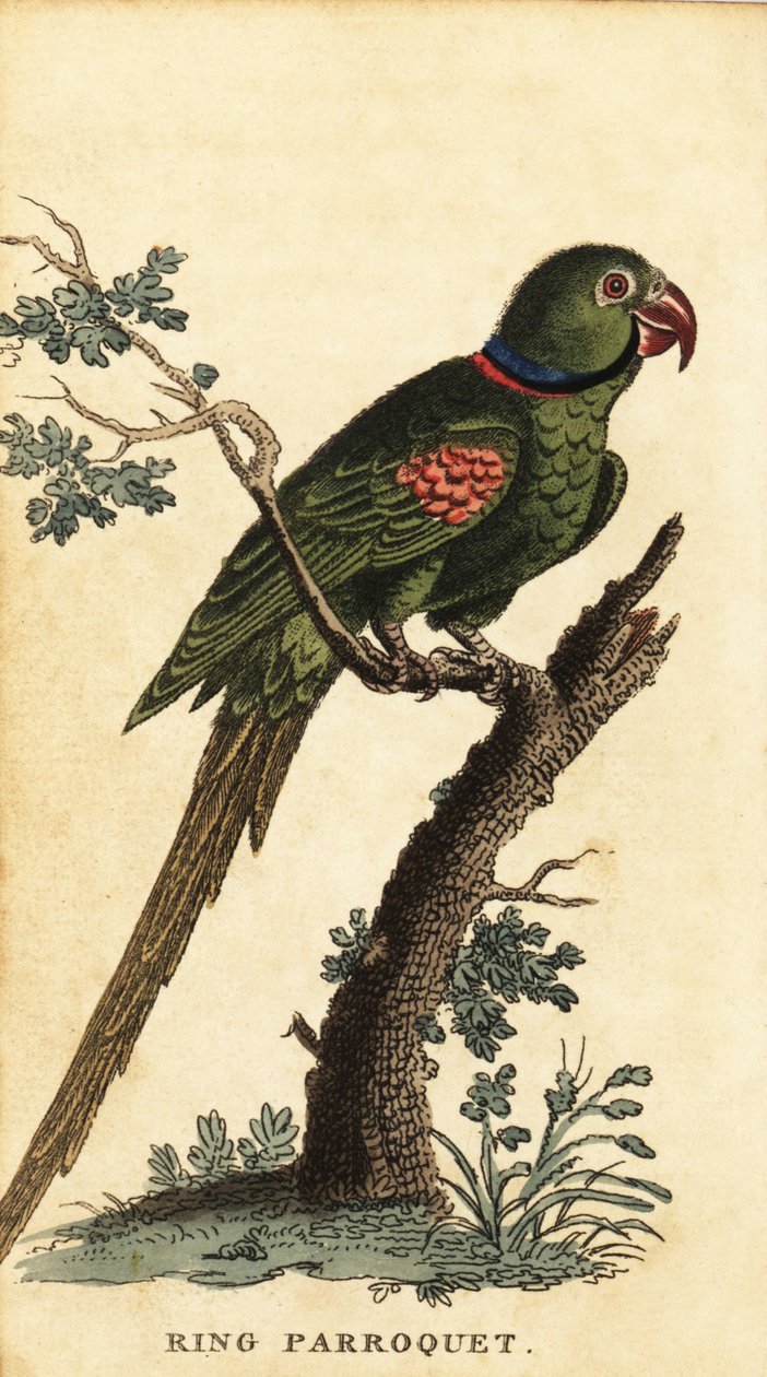 Aleksandriinipapakka, Psittacula eupatria., 1800 (kaiverrus) tekijältä George Edwards