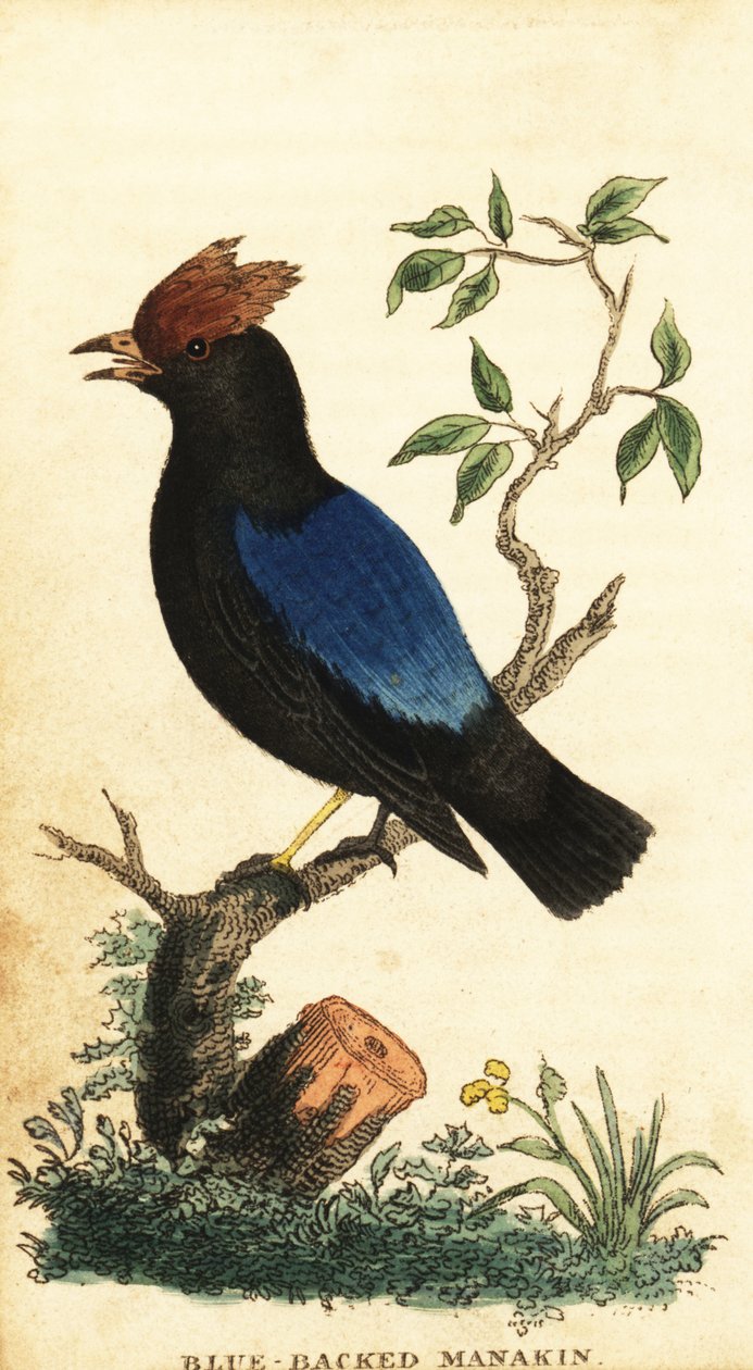 Siniselkäinen manakiini, Chiroxiphia pareola., 1800 (kaiverrus) tekijältä George Edwards