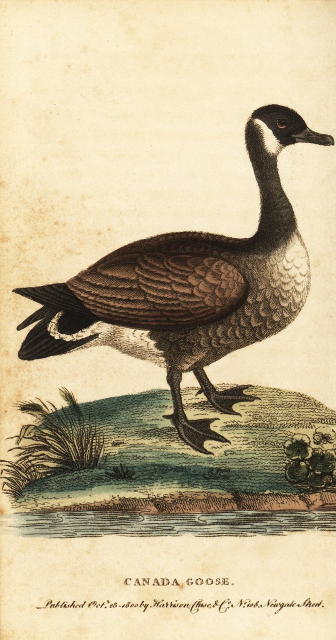 Kanadanhanhi, Branta canadensis., 1800 (kaiverrus) tekijältä George Edwards