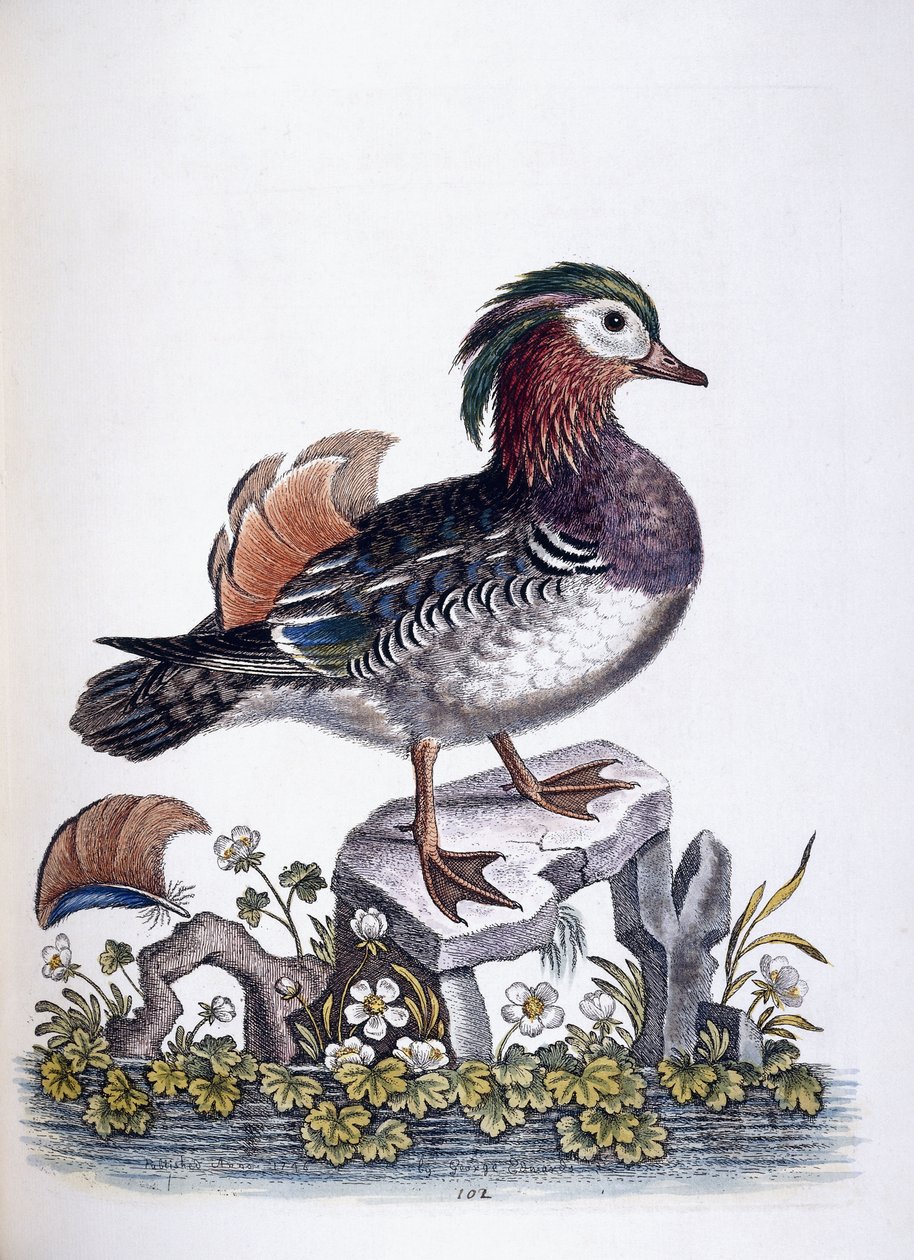 Kiinan sinivihreä, 1746 tekijältä George Edwards