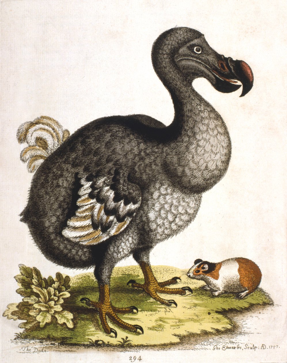 Dodo ja marsu, 1750 tekijältä George Edwards