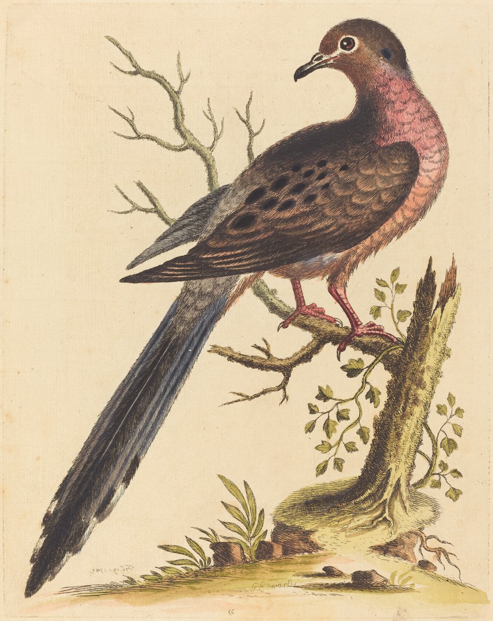 Amerikkalainen Fedoa pectore ruso, 1740. tekijältä George Edwards