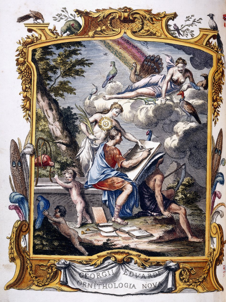 Etukappale elokuvasta "Epätavallisten lintujen ja joidenkin muiden harvinaisten ja kuvaamattomien eläinten luonnonhistoria,...", 1739-1751 tekijältä George Edwards