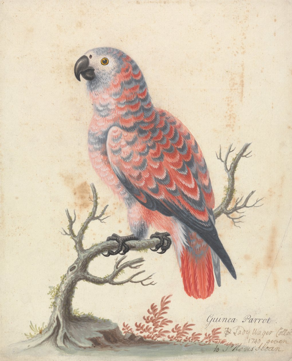 Guinea papukaija tekijältä George Edwards