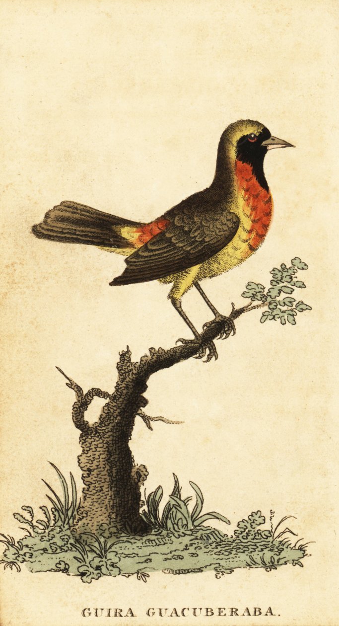 Gira tanager, Hemitraupis gira. ,1800 (kaiverrus) tekijältä George Edwards