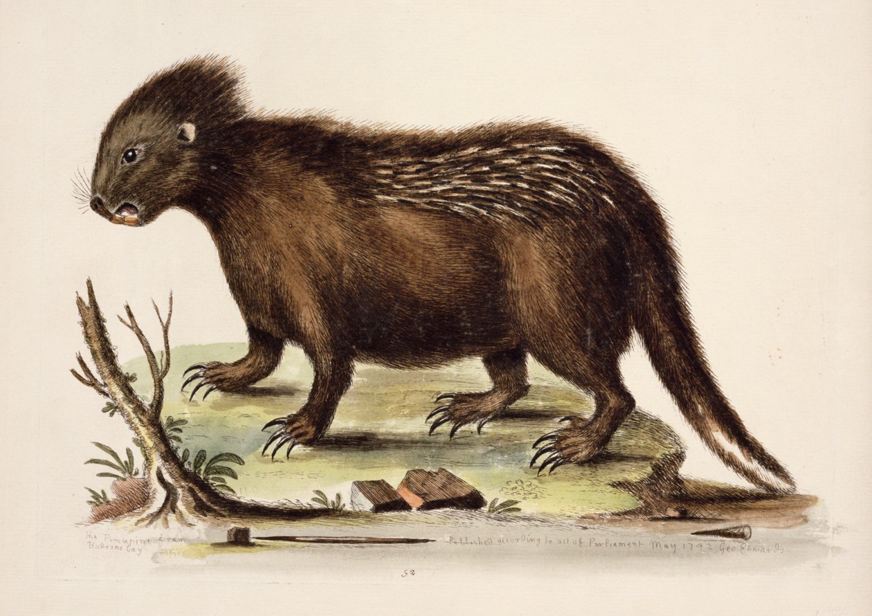 Hudson Bay Porcupine, 1742 (wc paperilla) tekijältä George Edwards