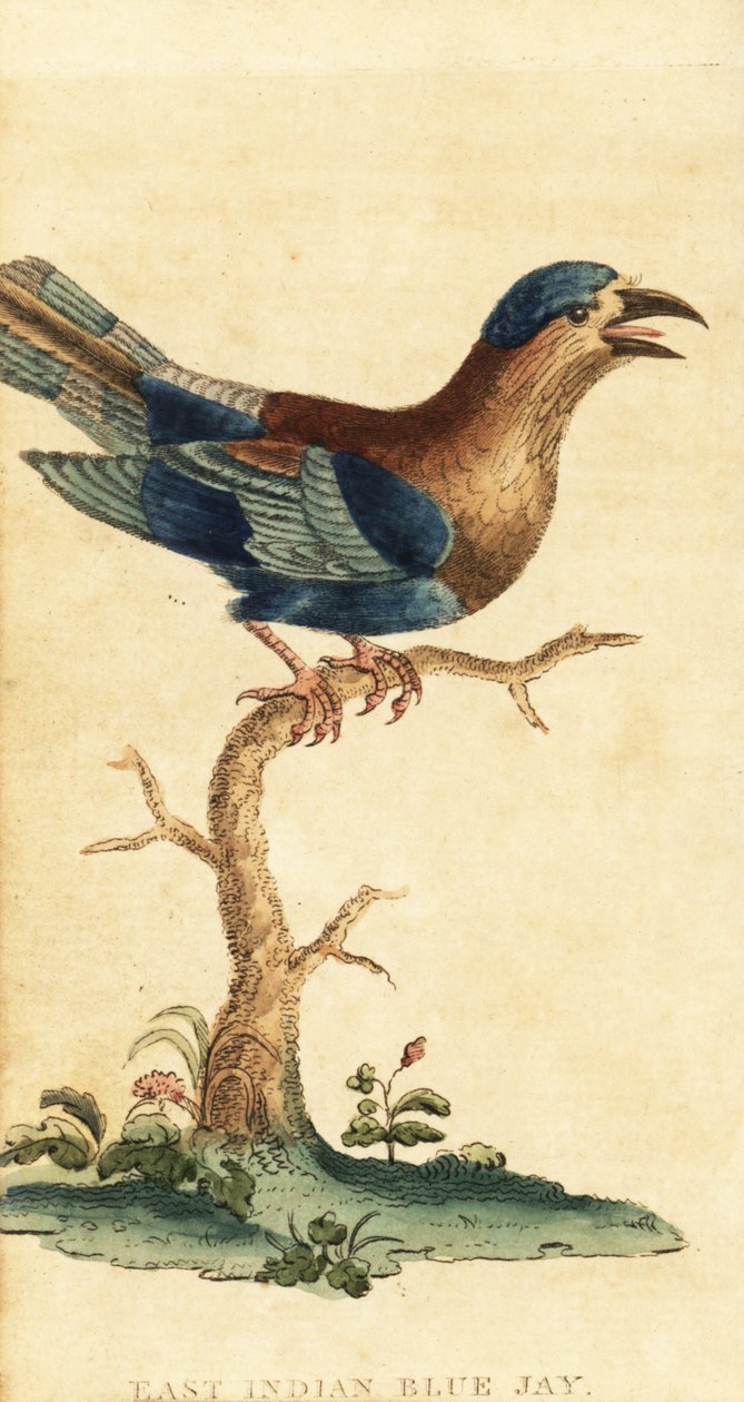 Intialainen rulla, Coracias benghalensis. ,1800 (kaiverrus) tekijältä George Edwards