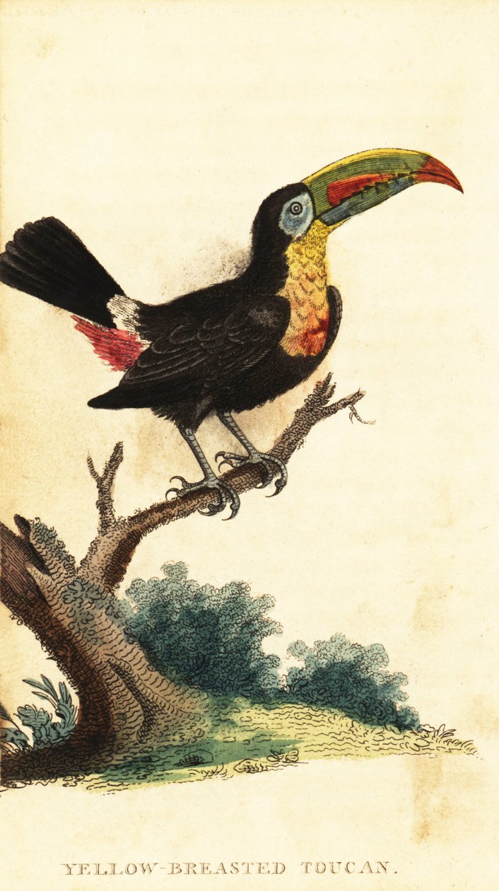 Kölitukaani, Ramphastos sulfuratus. ,1800 (kaiverrus) tekijältä George Edwards