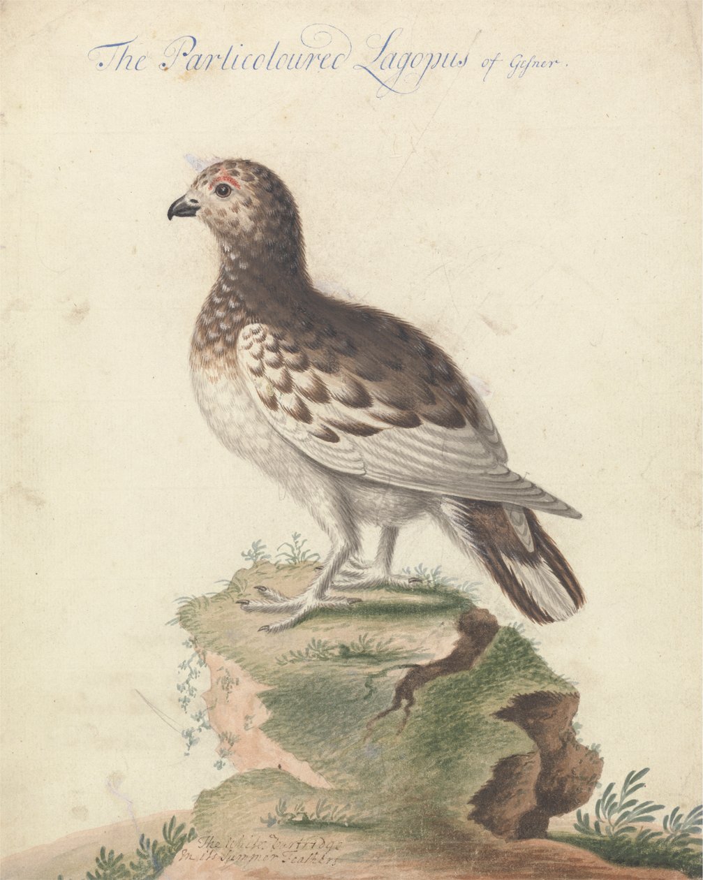ptarmigan tekijältä George Edwards