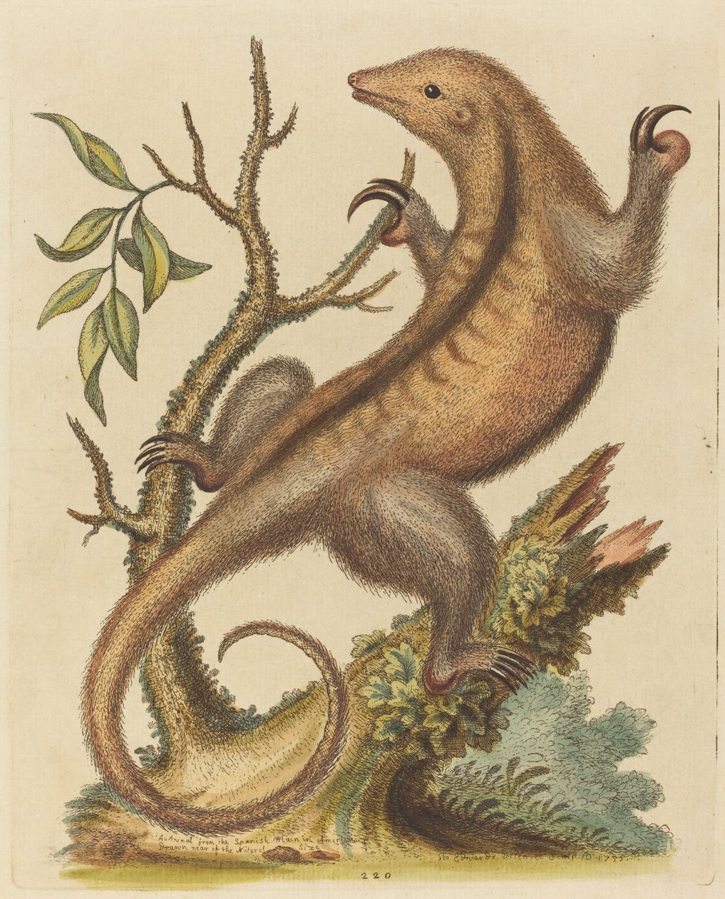 Pygmy-muurahaiskari, 1755. tekijältä George Edwards