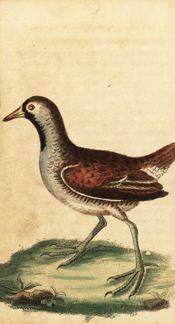 Sora, Porzana carolina. ,1800 (kaiverrus) tekijältä George Edwards