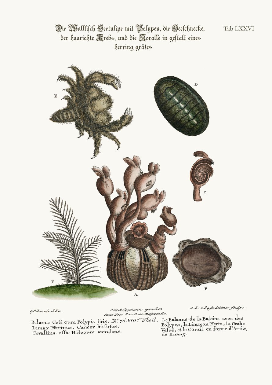 Valaan balanus polyyppien kanssa, Limaxin venesatama, karvainen rapu ja kalanruotokoralli, 1749-73 tekijältä George Edwards