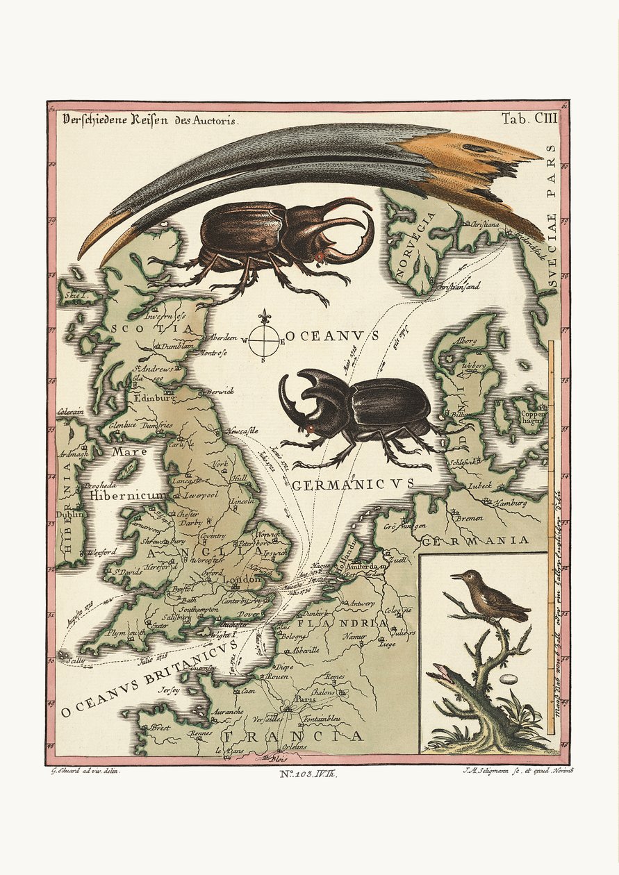 Egyptiläisen ibiksen ja pienimmän hummingbirdin lasku, 1749-73 tekijältä George Edwards