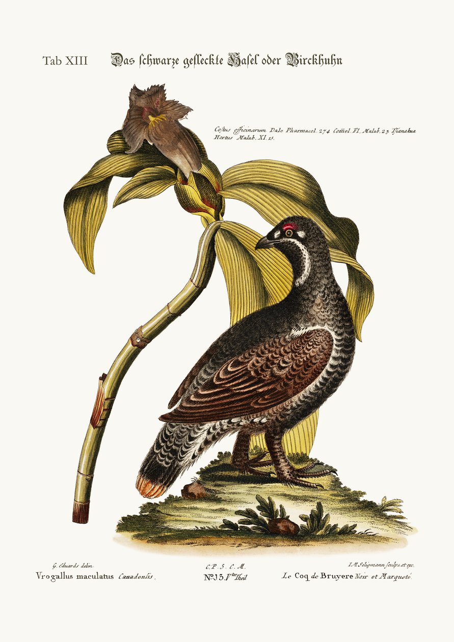 The Black and Spotted Heathcock, 1749-73 tekijältä George Edwards
