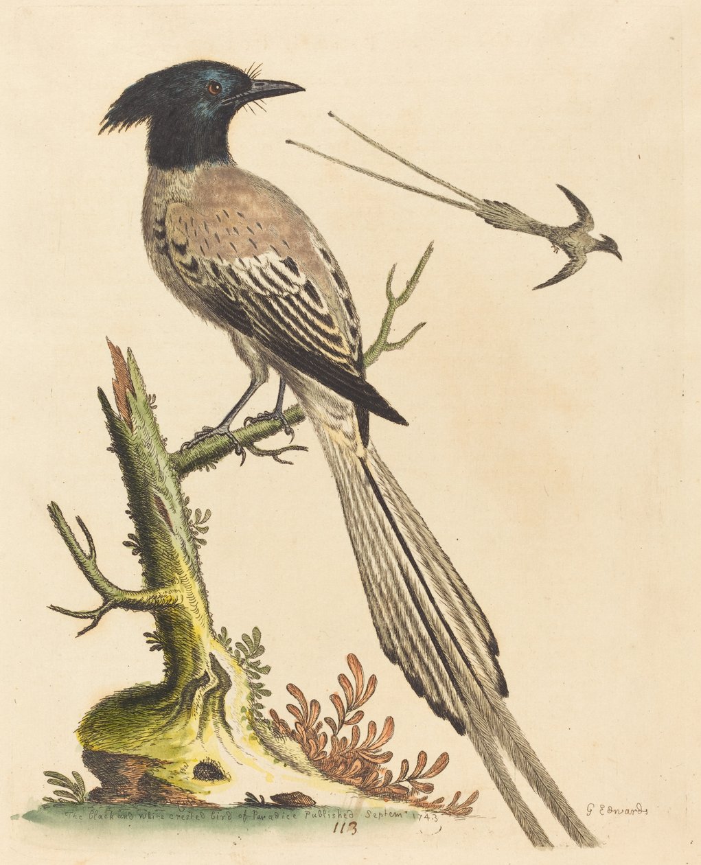 The Black and White Crested Bird of Paradise, julkaistu 1743. tekijältä George Edwards