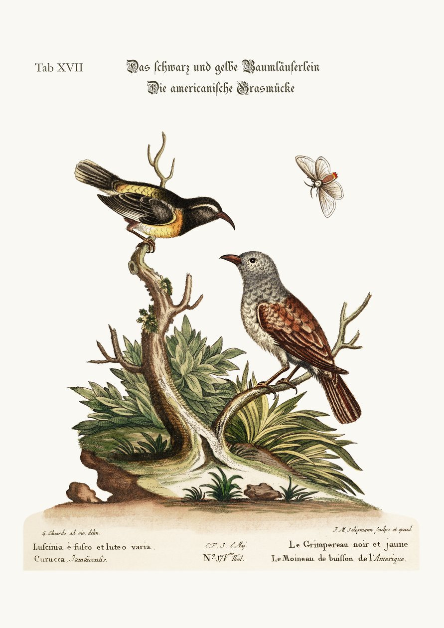 Musta ja keltainen Creeper. American Hedge-Sparrow, 1749-73 tekijältä George Edwards