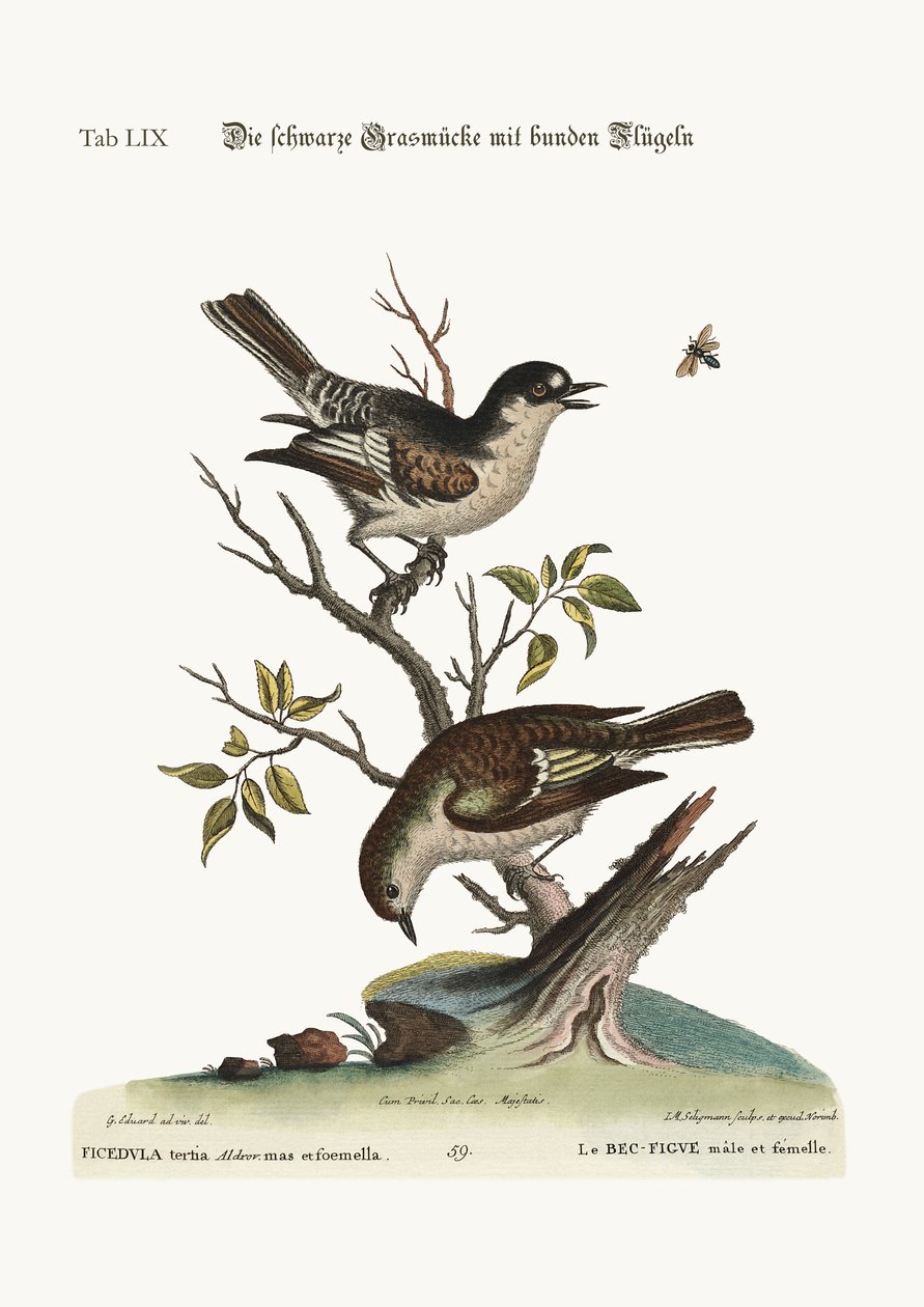 Cock Cold Finch. Kana Cold Finch, 1749-73. tekijältä George Edwards