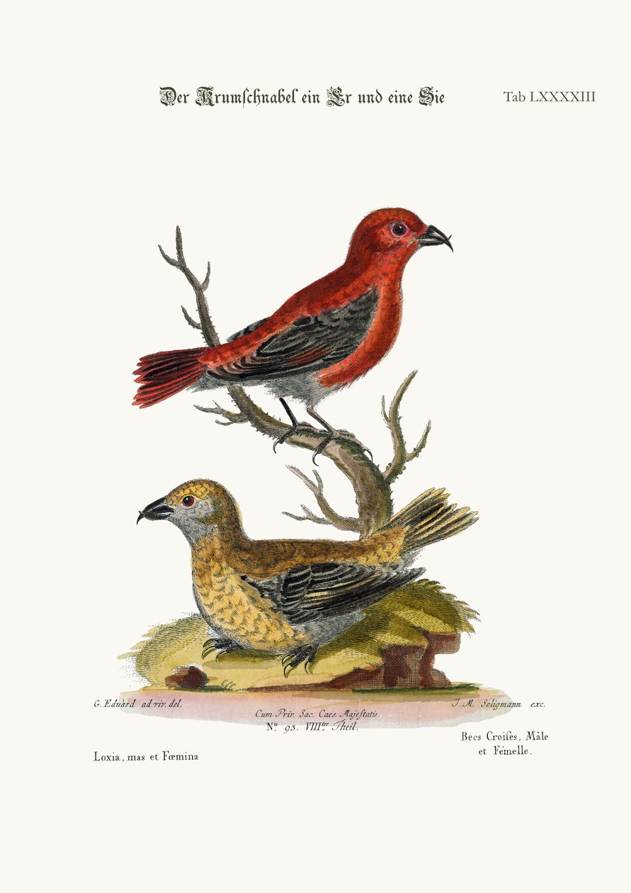 The Cross-Bills, Cock and Hen, 1749-73 tekijältä George Edwards