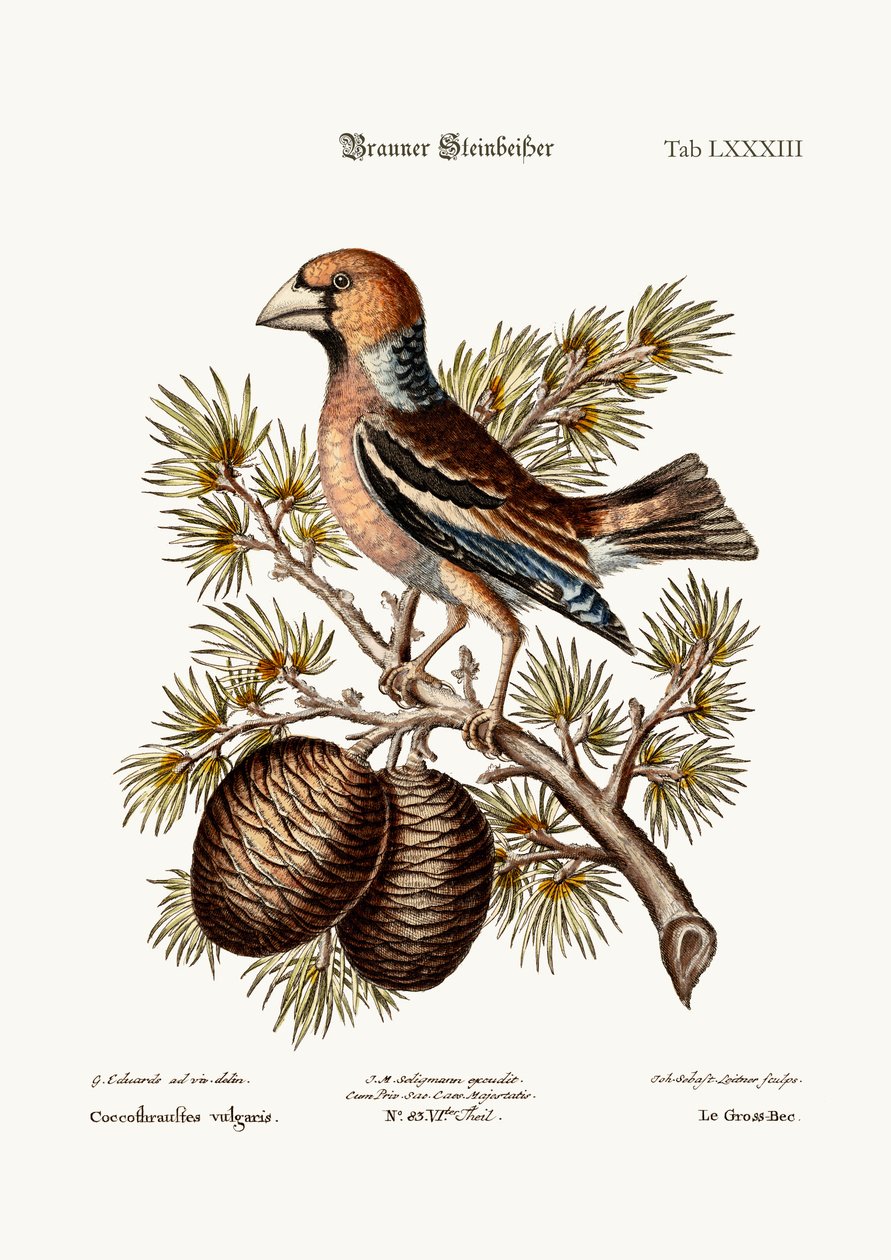 The Gros-Beak tai Haw-Finch, 1749-73 tekijältä George Edwards