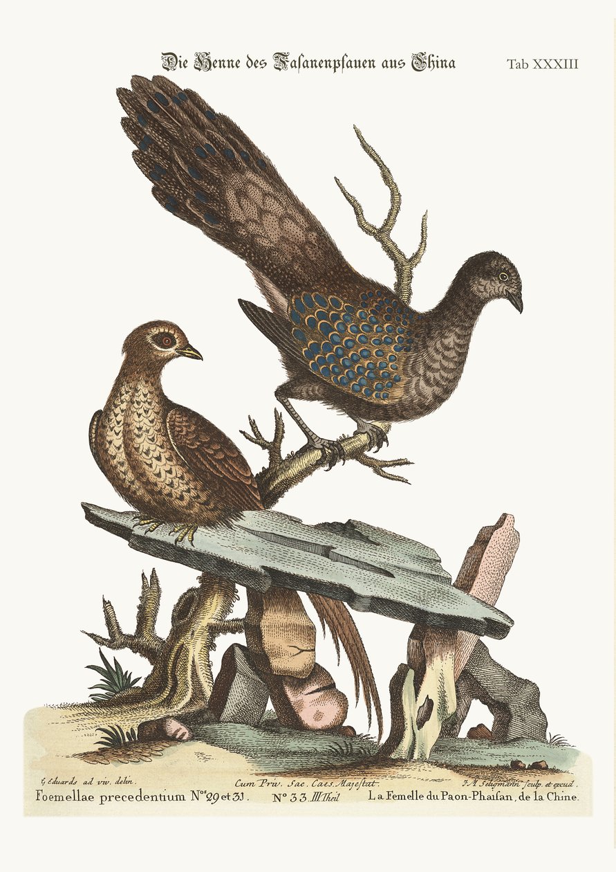 Kana riikinkukkofasaani Kiinasta, 1749-73 tekijältä George Edwards