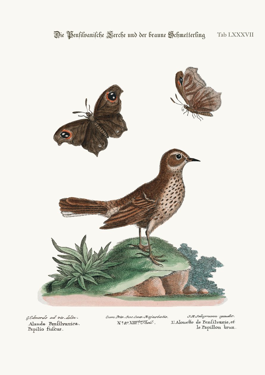 The Lark Pennsylvaniasta ja Brown Butterfly, 1749-73 tekijältä George Edwards