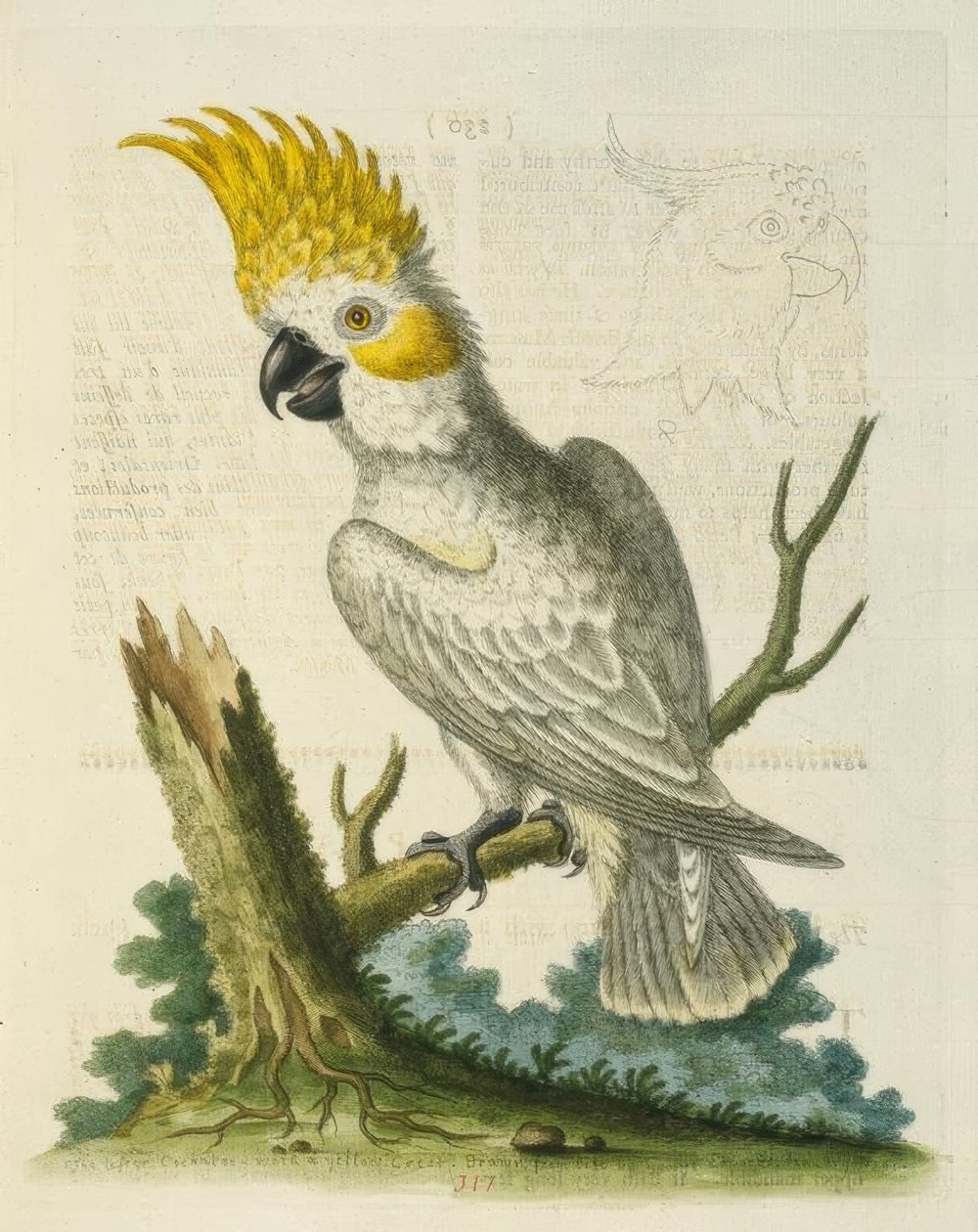 Pieni valkoinen kakadu keltaisella harjalla. / Le Petit Cacatua Blanc a Crete Jaune tekijältä George Edwards