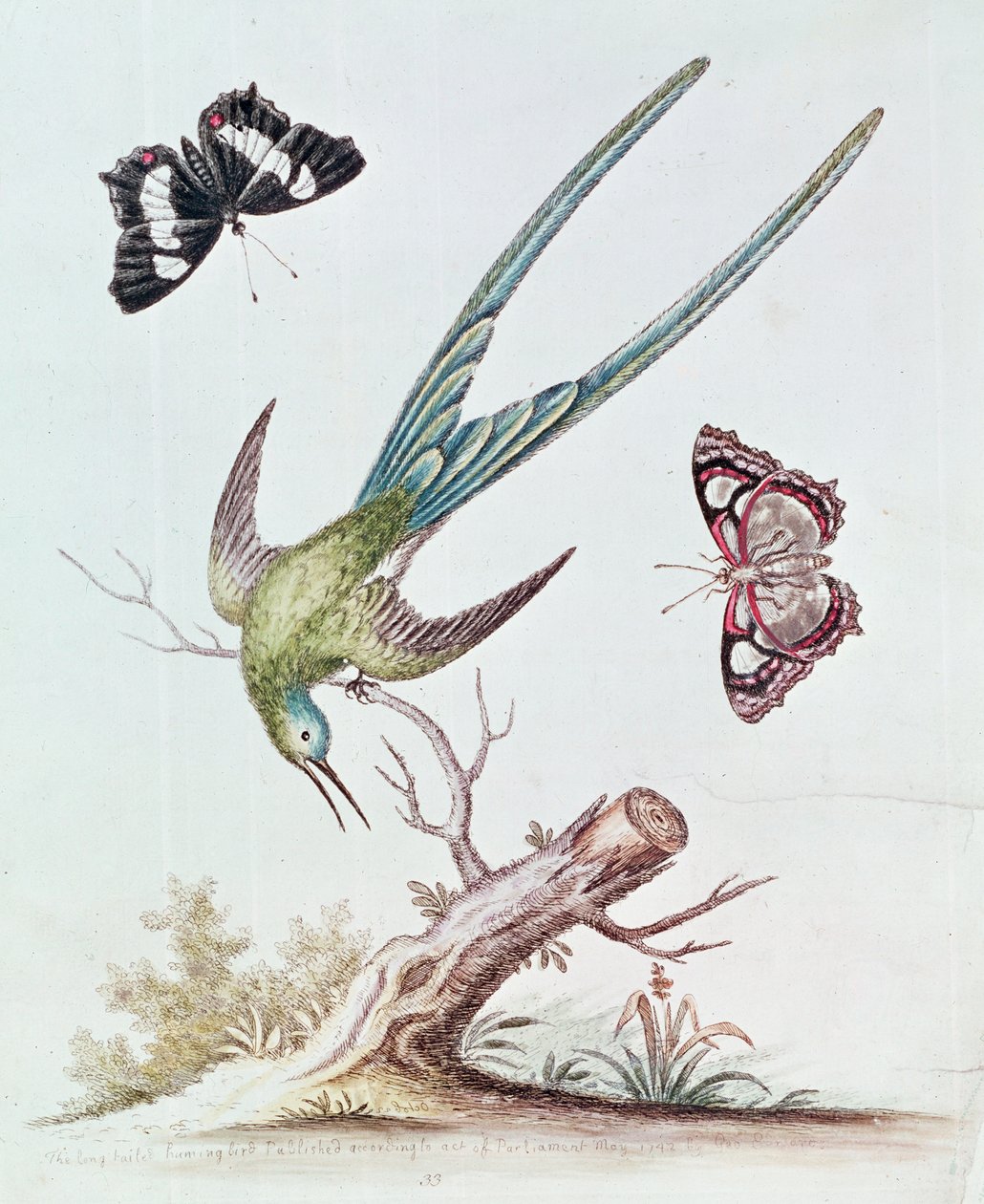 Pitkähäntäkolibri, 1742 tekijältä George Edwards
