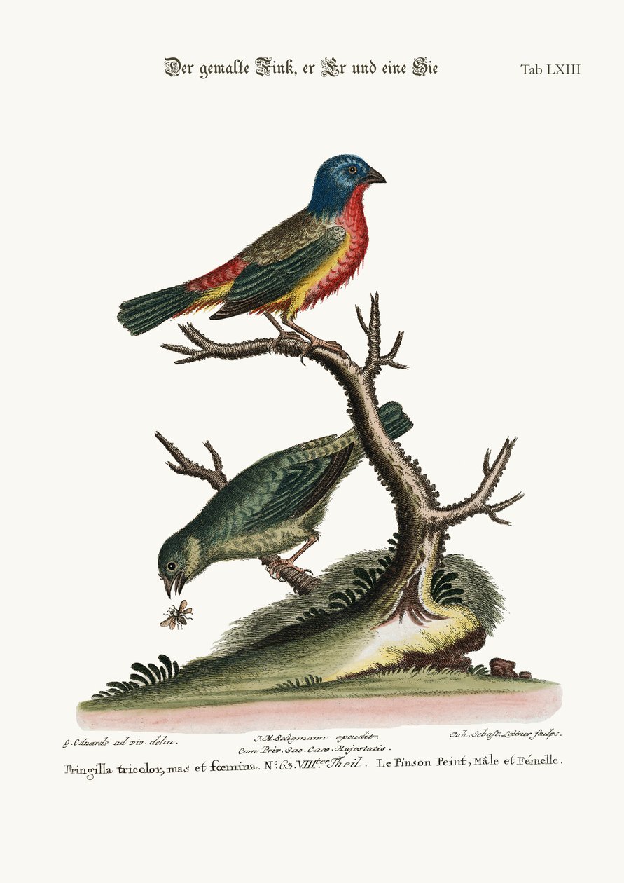 Maalattu peippo, kukko ja kana, 1749-73 tekijältä George Edwards
